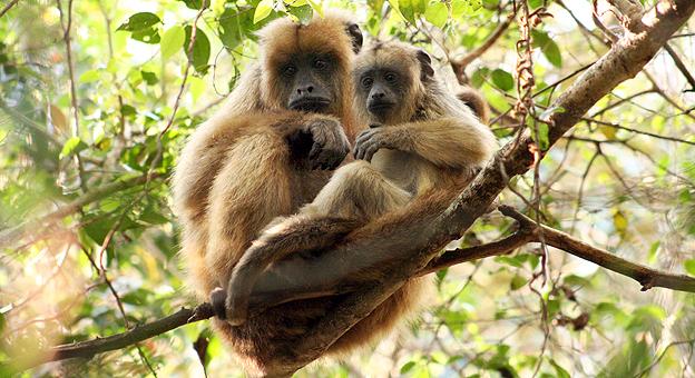 Pareja de monos Esteros del Ibera