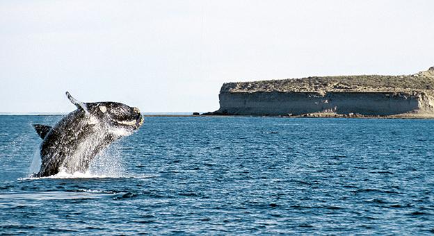 Ballenas en Madryn