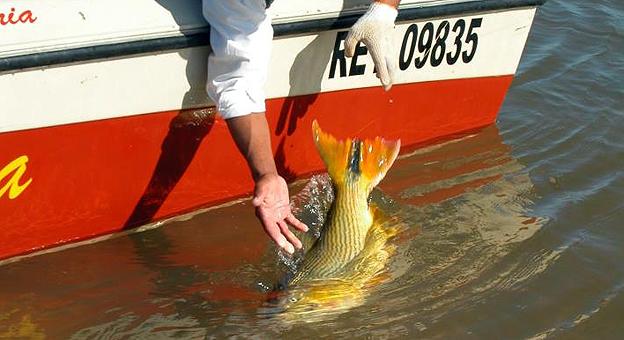 Pesca del Dorado