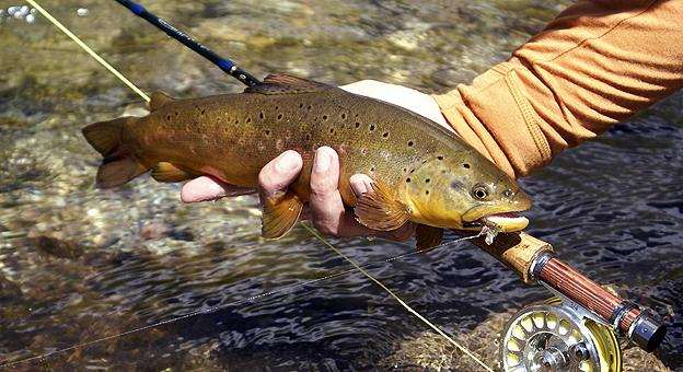 Importantes truchas se pescan en Valle Hermoso